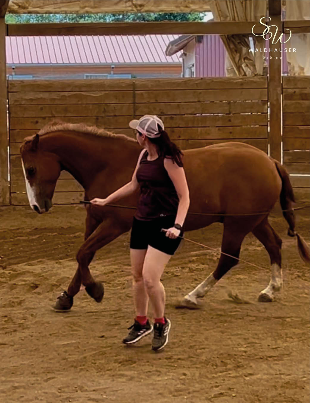 Bodenarbeit | Horsemanship & Gelassenheitstraining | Feine Hilfen